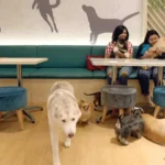 5 Kafe Ramah Hewan Peliharaan di Jakarta, Pet Lover Wajib Datang Nih
