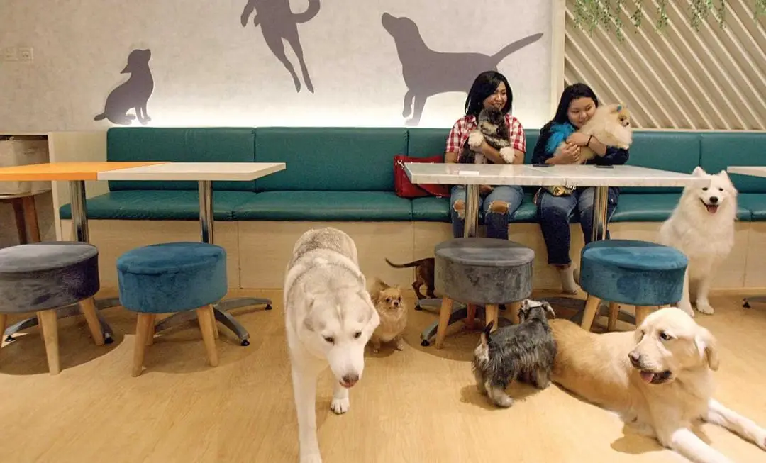 5 Kafe Ramah Hewan Peliharaan di Jakarta, Pet Lover Wajib Datang Nih