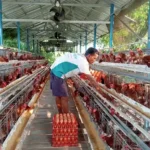 Agen Telur Ayam, Bisnis Peternakan yang Patut Dicoba Bagi Pemula