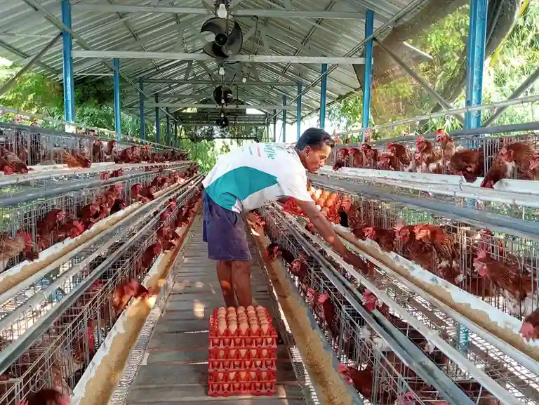 Agen Telur Ayam, Bisnis Peternakan yang Patut Dicoba Bagi Pemula