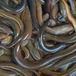 Budidaya Belut Sebagai Peluang Bisnis Kuliner yang Menggiurkan