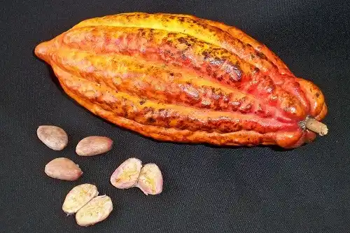 Cokelat