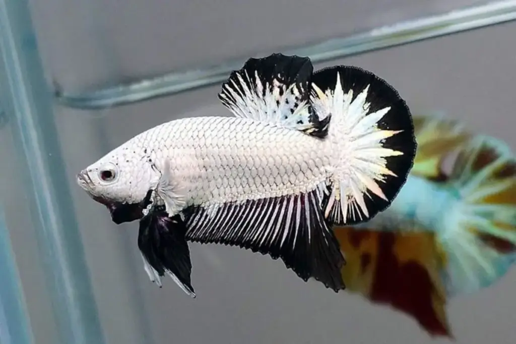 Ikan Hias