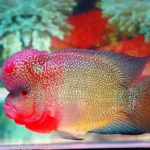 Ikan Hias, Satu Lagi Bisnis yang Sedang Meroket di Masa Pandemi