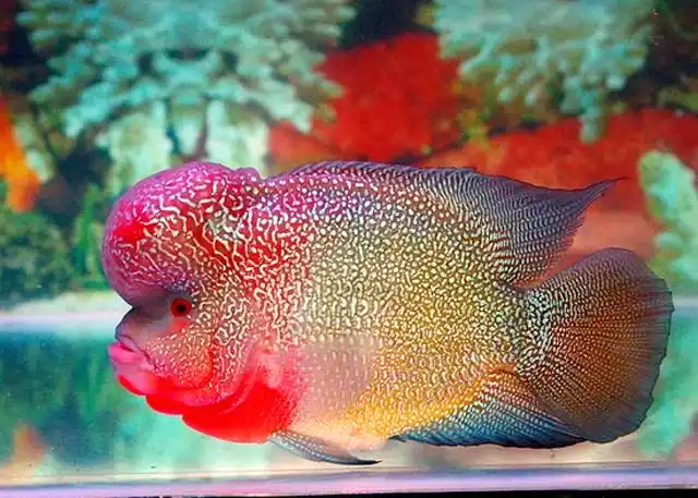 Ikan Hias, Satu Lagi Bisnis yang Sedang Meroket di Masa Pandemi