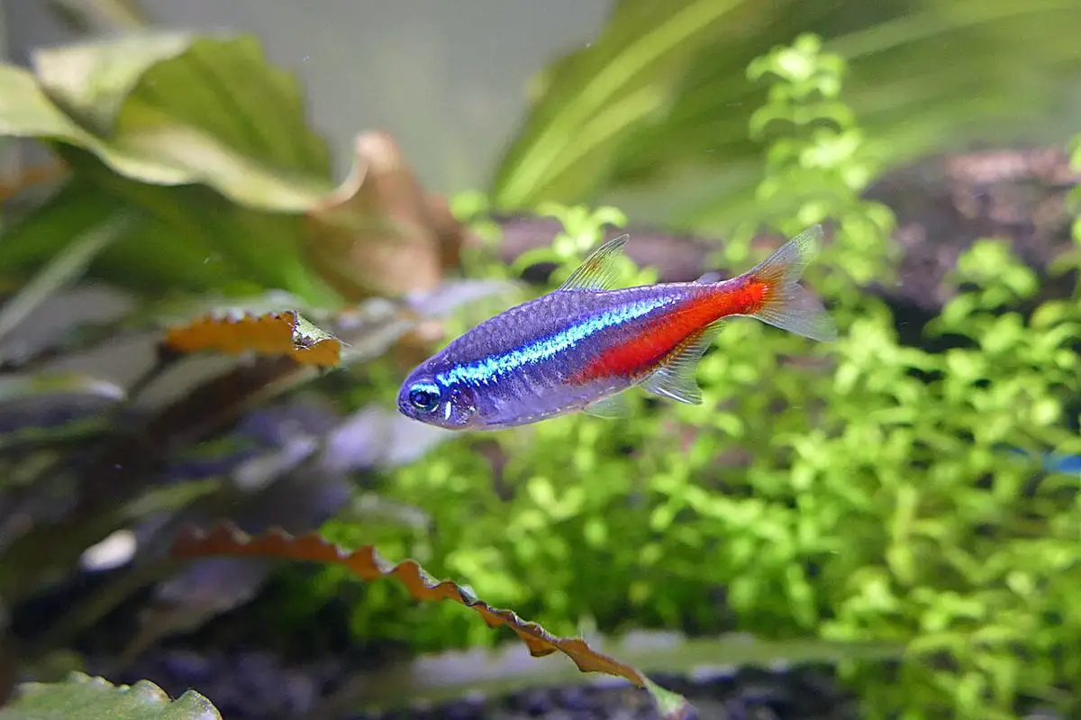 Ikan Hias