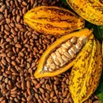Kakao Bahan Baku Utama Produk Cokelat Favorit Anda