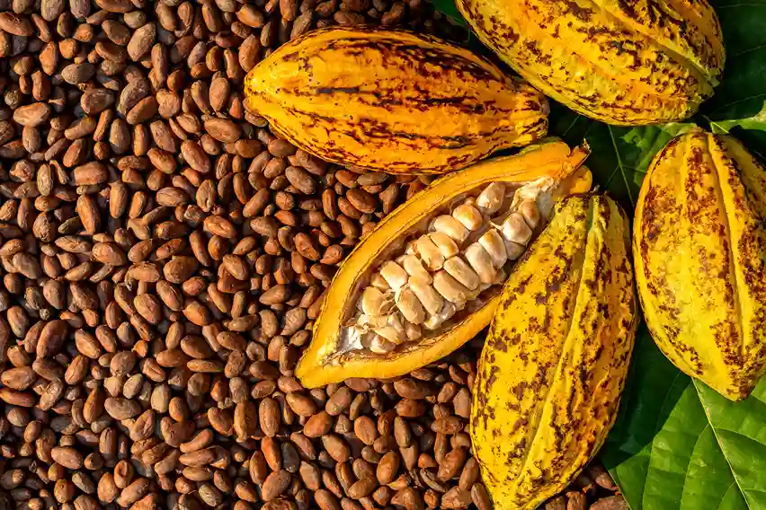 Kakao Bahan Baku Utama Produk Cokelat Favorit Anda