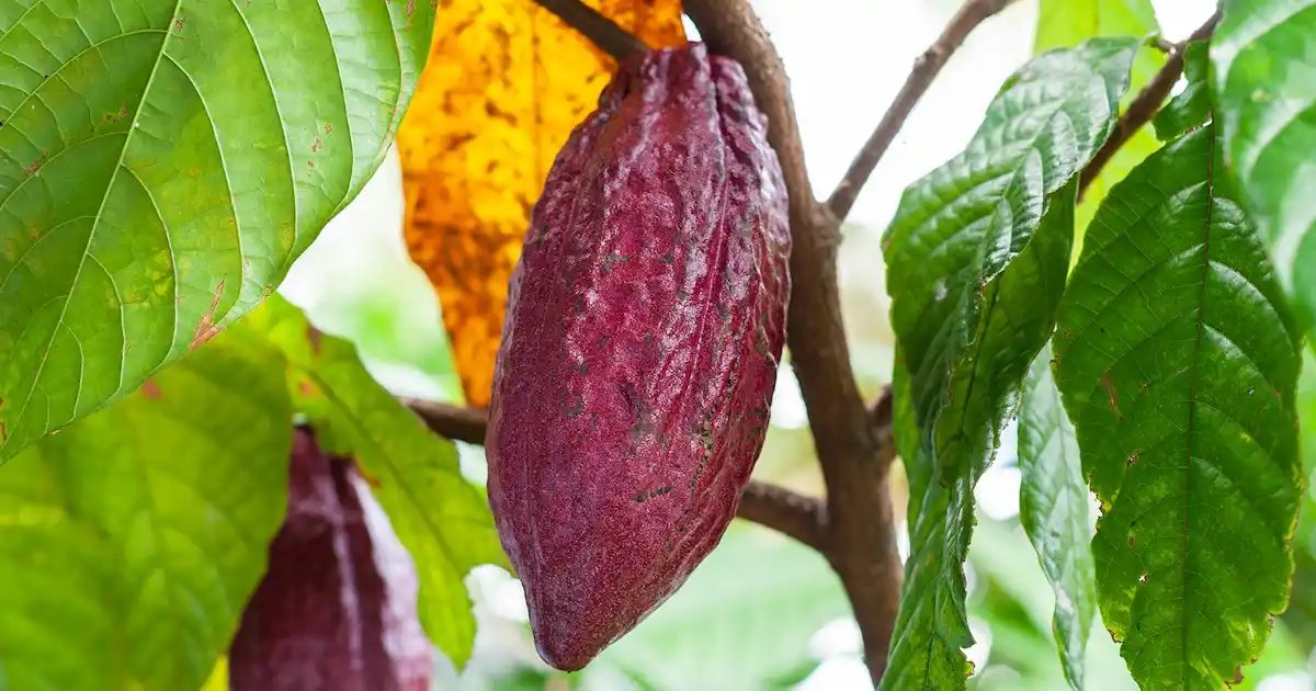 Cokelat
