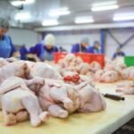 Bisnis Ayam Potong yang Terus Dicari, Peluang Usaha Pangan