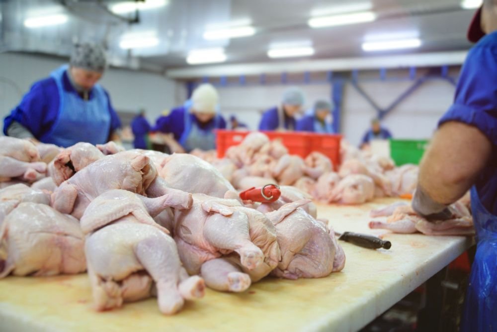 Bisnis Ayam Potong yang Terus Dicari, Peluang Usaha Pangan